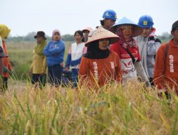 Padi Gogo Menguning, Korem 044/Gapo dan Petani Perkuat Ketahanan Pangan