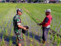 Sukseskan Ketahanan Pangan Nasional, Serma Rony Bantu Petani Tebar Pupuk