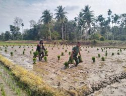Sinergi Babinsa Koramil 17/SPK Dampingi Petani Siapkan Bibit Padi di Blang Raleu