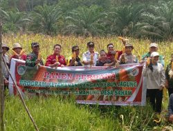 Panen Perdana Jagung BUMDes Desa Saham, Dorong Ketahanan Pangan di Kecamatan Sengah Temila