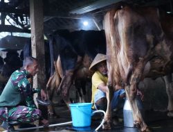 TMMD Ke 127 Tak Hanya Bangun Rumah, Jembatan Dan Jalan, Prajurit TNI Turut Juga Bantu Warga Perah Susu Sapi