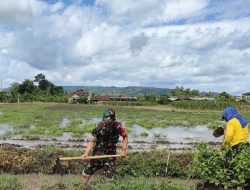 Lewat Semangat Gotong Royong, Babinsa Jaga Urat Nadi Pertanian