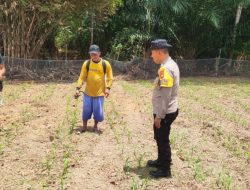 Bintara Penggerak Desa Tunang Pantau Perkembangan Jagung Petani