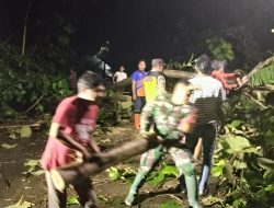 Pohon Tumbang Tutup Jalan Simo–Klego, Babinsa dan Warga Bergerak Cepat Selamatkan Akses
