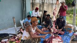 Syukuran PKB di Kecamatan Gandus, Tiga Ekor Sapi Disalurkan untuk Warga