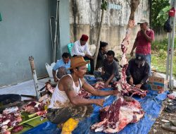 Syukuran PKB di Kecamatan Gandus, Tiga Ekor Sapi Disalurkan untuk Warga