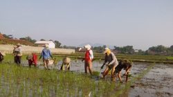 Perkuat Ketahanan Pangan, Koptu Riyadi Konsisten Dampingi Petani Desa Binaan