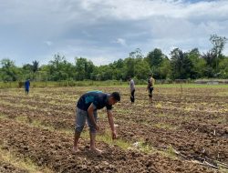 Penanaman Jagung Pipil di Lahan Polda Papua Barat Daya