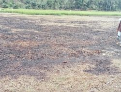 Bintara Penggerak Desa Sei Laki Laksanakan Tanam Jagung Bersama Petani