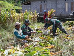Dukung Ketahanan Pangan, Anggota Satgas TMMD Bantu Warga Panen Jagung