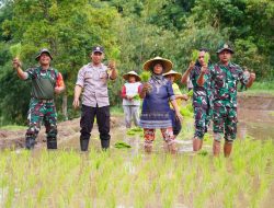 Satgas TMMD Ke 127 Bersama Warga Laksanakan Penanaman Padi Dukung Ketahanan Pangan Di Desa Krisik