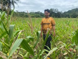 Pengecekan Progres Jagung Mandiri di Dusun Janjank, Sinergi Polisi dan BUMDes Dorong Ketahanan Pangan