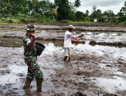 Babinsa Sigabel Jaya Turun ke Sawah, Wujud Nyata TNI Dukung Ketahanan Pangan di Perbatasan