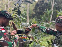 Dari Perbatasan untuk Kesejahteraan: Satgas Swasembada Yonif 751/VJS Edukasi Budidaya Kopi Warga Oksibil