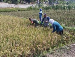 Babinsa Bantu Potong Padi, Sukseskan Masa Panen Petani