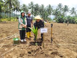 Dukung Program Hilirisasi Perkebunan, Dandim 1310/Bitung Ikut Tanam Kelapa