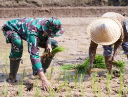 TMMD Ke 127 Kodim 0808/Blitar Genjot Sektor Pertanian, TNI Bahu Membahu Bantu Petani Desa Krisik