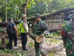 Sinergitas TNI Polri Bersama Warga Evakuasi Pohon Timpa Rumah Warga