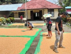 Polsek Meranti Jemur Jagung Sebanyak 2 Ton, Untuk Diantar ke Bulog