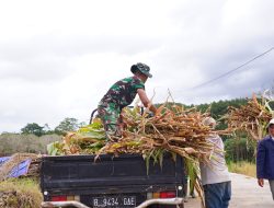 Wujud Kemanunggalan, Satgas TMMD Ke 127 Kodim 0808 Bantu Warga Panggul Pakan Ternak Dari Kebun