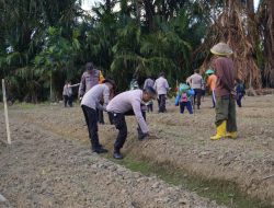 Dukung Ketahanan Pangan Nasional Kuartal 1, Polresta Sorong Kota Tanam Jagung Serentak Bersama Petani