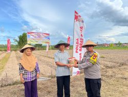 Sinergi Polisi dan Petani di Aimas, Jagung Jadi Andalan Ketahanan Pangan