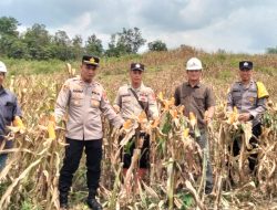Polsek Muara Rupit Panen Jagung, Dukung Program Swasembada Pangan 2026
