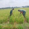 Babinsa Koramil 20/Cot Girek Turun ke Sawah, Cek Padi Sambil Berdialog dengan Petani