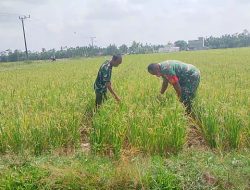 Babinsa Koramil 20/Cot Girek Turun ke Sawah, Cek Padi Sambil Berdialog dengan Petani