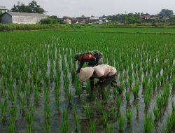 Babinsa Sananwetan Dampingi Petani Penyiangan Gulma Di Lahan Pertania