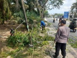 Personil Pos Pam Sei Bejangkar tangani pohon tumbang, aliran lalu lintas kembali lancar