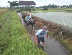 Sinergi Babinsa Dan Masyarakat Desa Pojok Bersihkan Irigasi Demi Pertanian Lancar