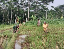 Dukung Swasembada Pangan, Babinsa Pohgajih Aktif Dampingi Petani Siapkan Lahan Sawah