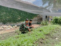 Perkuat Ketahanan Pangan, Babinsa Pendampingan Perawatan Tanaman Sawi