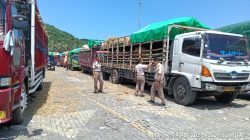 Pemprov NTB Tegaskan Pengiriman Ternak 2026 Lebih Tertata