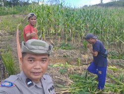 Panen Jagung Demplot di Jelimpo Capai 400 Kg, Dukung Program Ketahanan Pangan