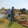 Babinsa Kodim 0103/Aceh Utara Turun ke Sawah, Cek Hanpangan Saat Panen