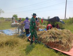Babinsa Kodim 0103/Aceh Utara Turun ke Sawah, Cek Hanpangan Saat Panen
