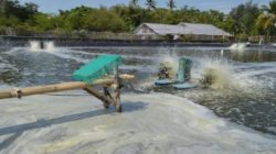 Pemprov NTB Klarifikasi Polemik Menjamurnya Tambak Udang KLU, 13 total yang baru berizin