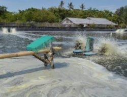 Pemprov NTB Klarifikasi Polemik Menjamurnya Tambak Udang KLU, 13 total yang baru berizin