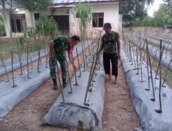 Babinsa Dampingi Petani Rawat Cabai, Dukung Ketahanan Pangan