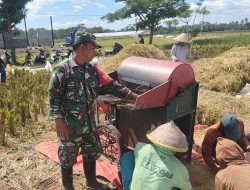 Wujudkan Ketahanan Pangan Nasional, Babinsa Ngadirenggo Dampingi Petani Panen Padi