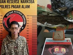 Satresnarkoa Polres Pagar Alam Amankan Hampir Satu Kilogram Ganja, Satu Tersangka Di Tangkap