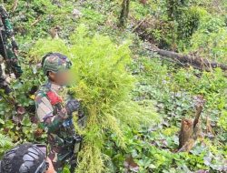 Satgas Gabungan TNI-Polri Temukan Ladang Ganja, Puluhan Pohon Siap Panen Diamankan