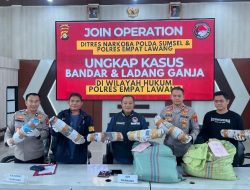 Operasi Gabungan Polda Sumsel Bongkar Ladang Ganja 20 Hektar di Empat Lawang, 220 Kg Ganja dan Bandar Utama Ditangkap