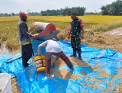 Babinsa Turun ke Sawah, Dampingi Petani Panen Padi di Desa Tanjong Tengku Kari