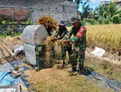 Wujud Nyata, Babinsa Sananwetan Bantu Panen Padi Dukung Ketahanan Pangan Nasional