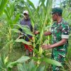 Babinsa Turun ke Sawah, Dampingi Petani Jagung di Syamtalira Bayu