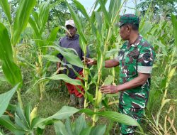 Babinsa Turun ke Sawah, Dampingi Petani Jagung di Syamtalira Bayu