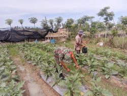 Perkuat Ketahanan Pangan, Babinsa Koramil 05/Stb Dampingi Petani Terong di Desa Dayah Baro
